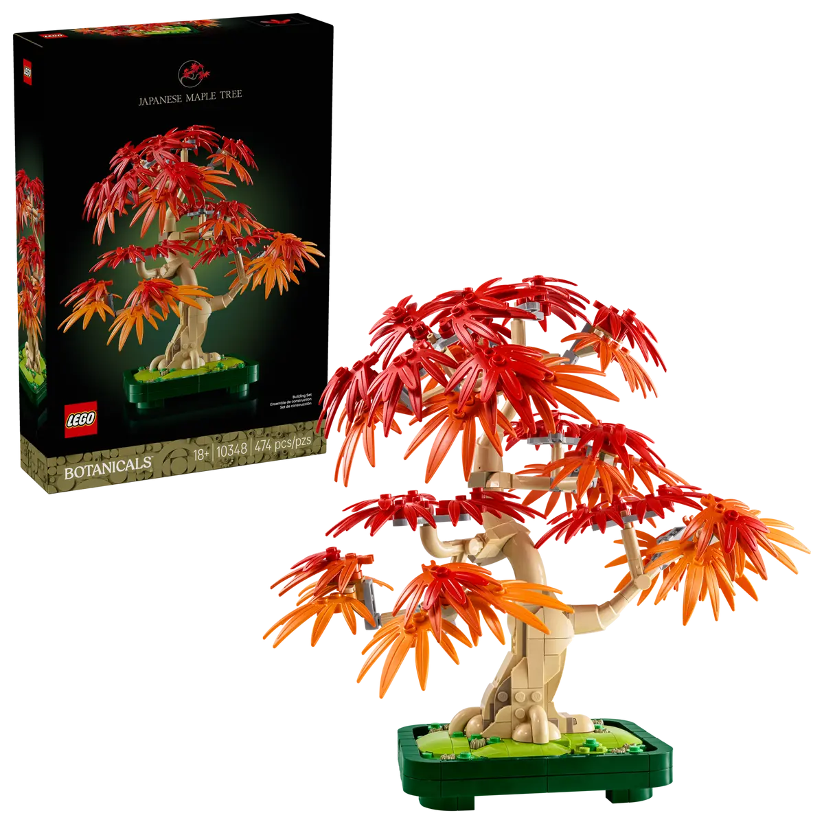10348 - BOTANICALS - BONSAI DI ACERO ROSSO GIAPPONESE