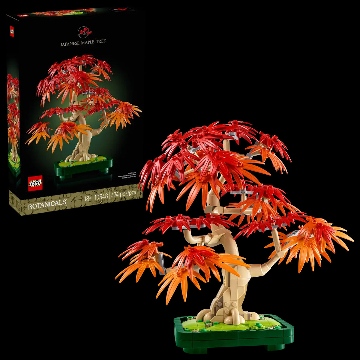 10348 - BOTANICALS - BONSAI DI ACERO ROSSO GIAPPONESE