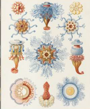 THE ART AND SCIENCE OF ERNST HAECKEL - ING, FRA, TED