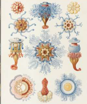THE ART AND SCIENCE OF ERNST HAECKEL - ING, FRA, TED