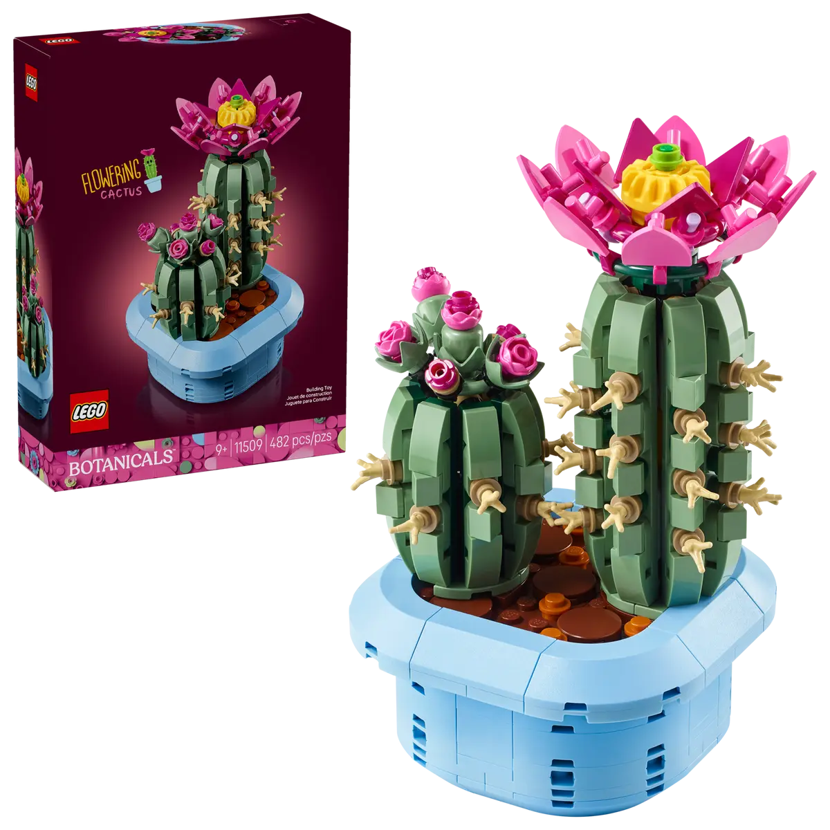 11509 - BOTANICALS - CACTUS IN FIORE
