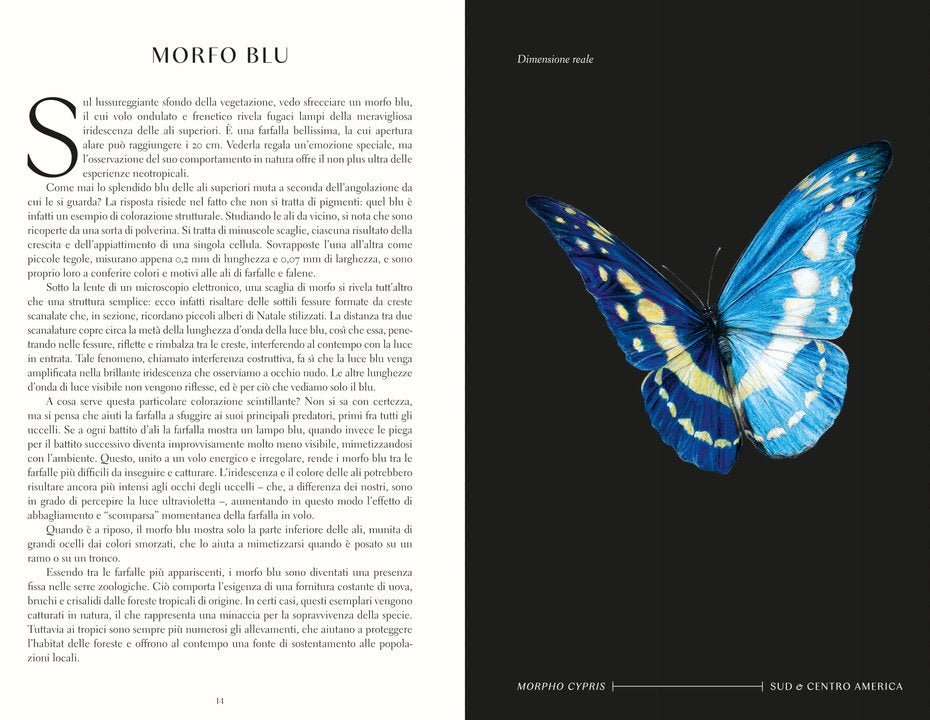 MERAVIGLIE DEGLI INSETTI - Immagine 2