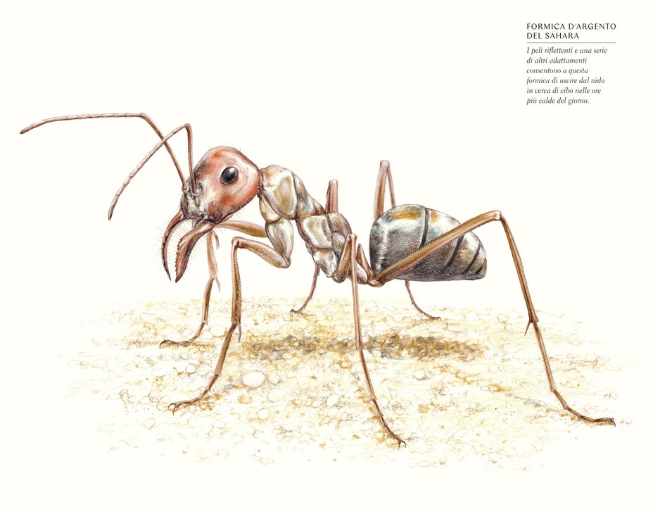 MERAVIGLIE DEGLI INSETTI - Immagine 3